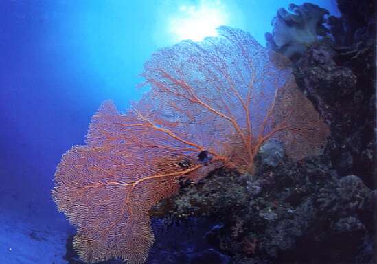 Chaikou Diving Area