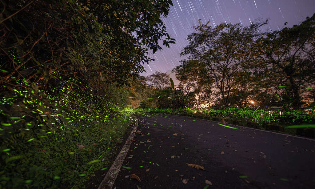 圖一、鯉魚潭螢火蟲與星軌輝映在夜間林道上。